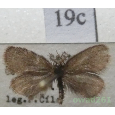 Epichnopterix plumella (Denis & Schiffermüller, 1775) Czech19c